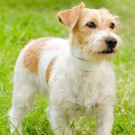 Long haired russell terrier best sale